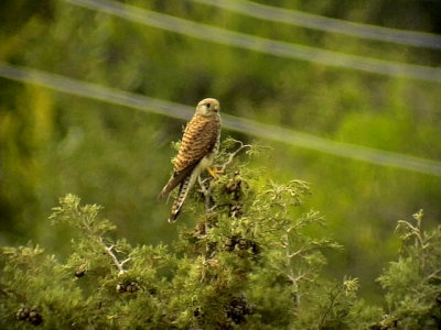 Tornfalk Common Kestrel Falco tinnunculus