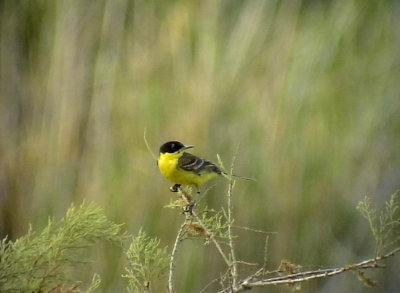 Gulrla Yellow Wagtail Motacilla flava (feldegg)