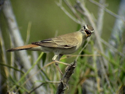 Trdnktergal Rufous Bush Robin Cercotrichas galactotes (syriacus)