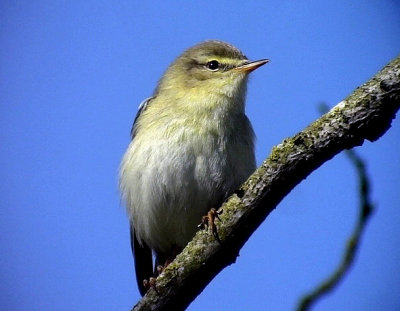 Lvsngare Willow Warbler Phylloscopus trochilus	