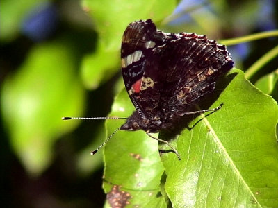 Amiral Red Admiral Vanessa atalanta