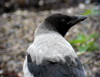 Grkrka  Hooded Crow Corvus cornix