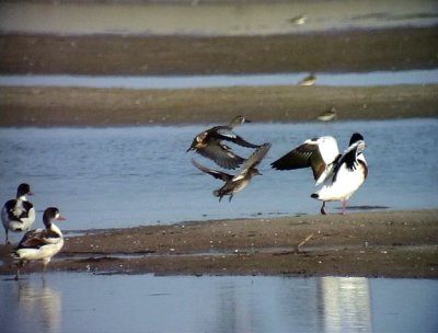 Blvingad rta Blue-winged Teal Anas discors	