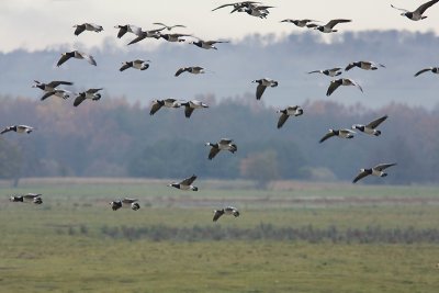 Barnacle Goose - Vitkindad gs