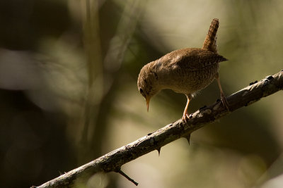 Winter Wren - Grdsmyg