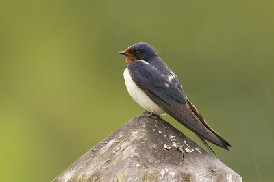 Barn Swallow - Ladusvala