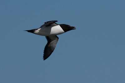 Razorbill - Tordmule
