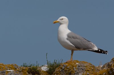 Herring Gull - Grtrut