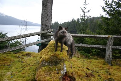Silver Fox