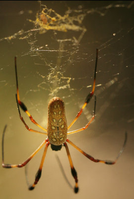 Golden Silk Spider