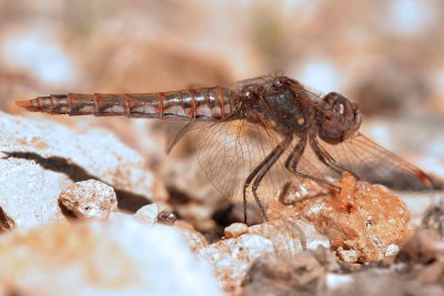Variegated  Meadowhawk