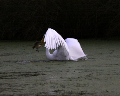 Great Egret