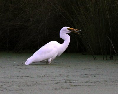 Great Egret