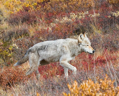 wolf in fall colors