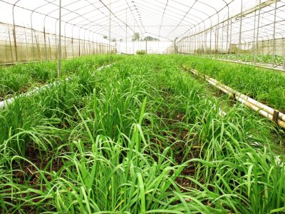 Vegetable Farm at Sungei Tengah