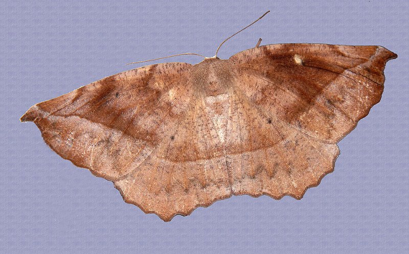  Curve-toothed Geometer (6966)