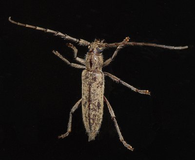 Spined Oak Borer
