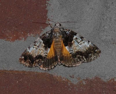 False Underwing Moth (8721)