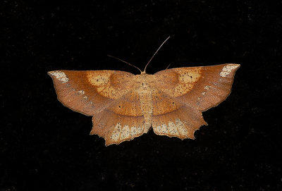 Deep Yellow Euchlaena Moth (6733)