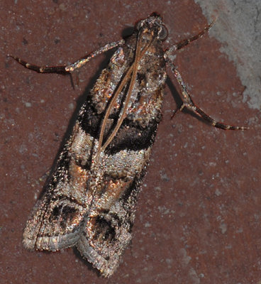 Loblolly Pine Coneworm Moth (5863.1)