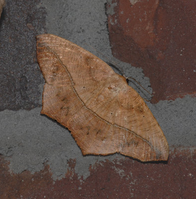 Large Maple Spanworm Moth (6982)