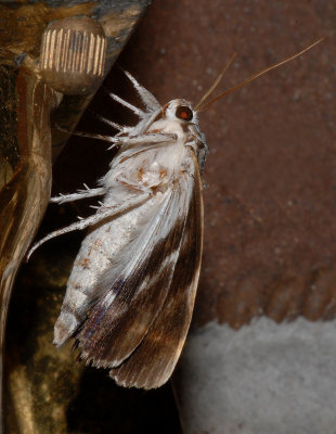 Gloomy Underwing Moth (8849)