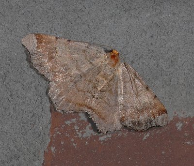 Bicolored Angle Moth (6341)