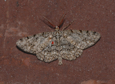 Porcelain Gray Moth (6598)