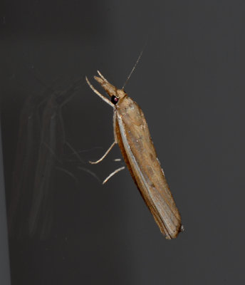 Large -striped Grass-veneer Moth (5369)