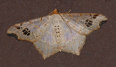 Common Angle Moth (6326)