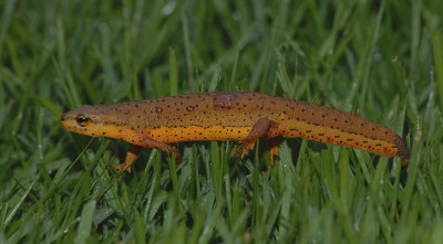 Red-spotted Newt