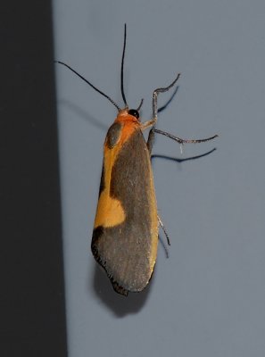 Lead-colored Lichen Moth (8067)