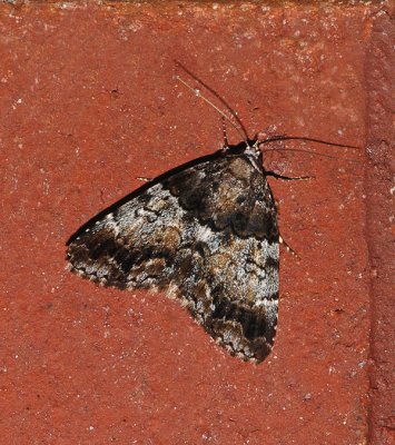False Underwing Moth (8721)