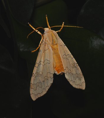 Banded Tussock Moth (8203)