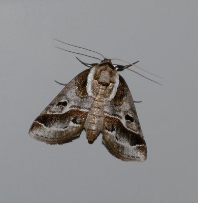 Doubleday's Baileya Moth (8969)