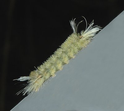 Banded Tussock Moth Caterpillar (8203)