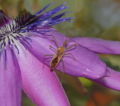 Assassin Bug on Passion Flower