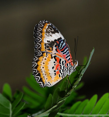 Leopard Lacewing