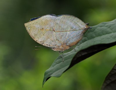 Oak Leaf Butterfly