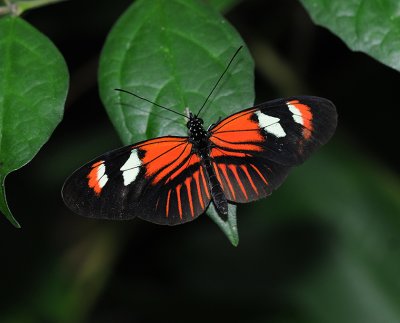 Heliconius Sub-tropical Butterflies