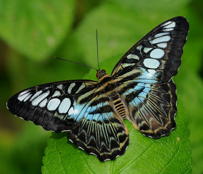 Malaysian Blue Clipper