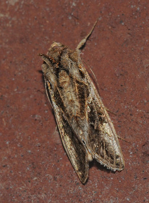 Soybean Looper Moth (8890)