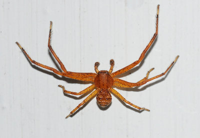 Ground Crab Spider - Xysticus sp.