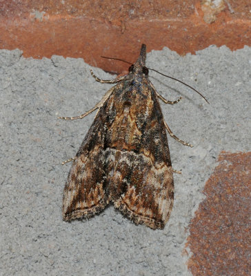 Green Cloverworm Moth (8465)