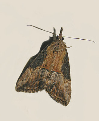 Green Cloverworm Moth (8465)