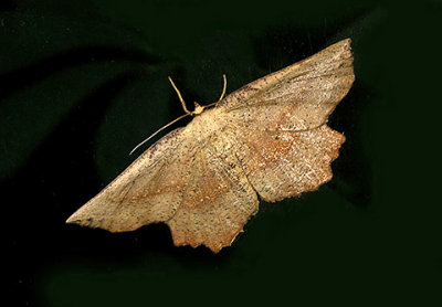 Obtuse Euchlaena Moth (6726)