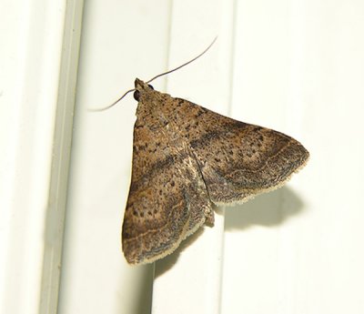 Bent-winged Owlet Moth (8370)