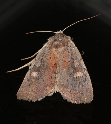 Dull Reddish Dart Moth (10969)