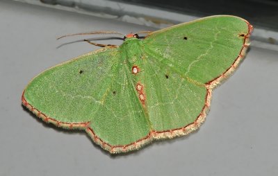 Red-bordered Wave Moth (7033)