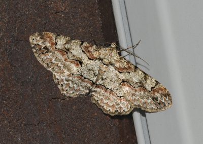 Brown Shaded Gray Moth (6586)